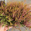 CALLUNA 12 CM GOLDEN ANGIE LEV FR.O.M 15 SEPT.